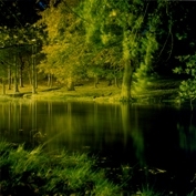 Untitled from the series Sharpe's Wood (c) Liza Dracup