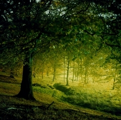   Untitled from the series Sharpe's Wood � Liza Dracup