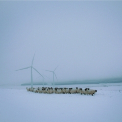 Blackfaced sheep with wind turbines at Patricia's Farm, Lauder, The Scottish Borders, 2013 � Sophie Gerrard
