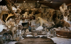 Trophy Room, West Texas, USA
