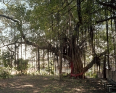 Buddha Tree � Kurt Tong