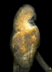 Barn Owl From the series Re: Collections (2013)