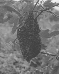 � Sam Laughlin, Honeybee Swarm (Apis Mellifera), from the series A Certain Movement