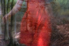Film still from Company of Trees � Helen Sear 