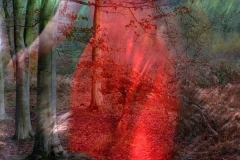 Still from Company of Trees, 2015 Still from Company of Trees, 2015