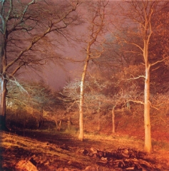 Untitled from the series Sharpe's Wood