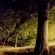 Untitled from the series Sharpe's Wood