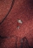 From the series Gifts from the Cats (Notes from Home)