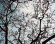 Blossom