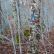 From the series Becoming Forest, 2017