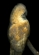 Barn Owl From the series Re: Collections (2013)