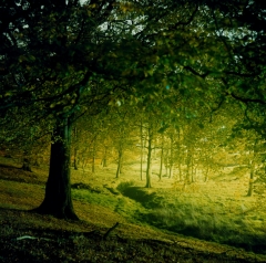 Limited edition imPRINT: Untitled from the series Sharpe's Wood by Liza Dracup