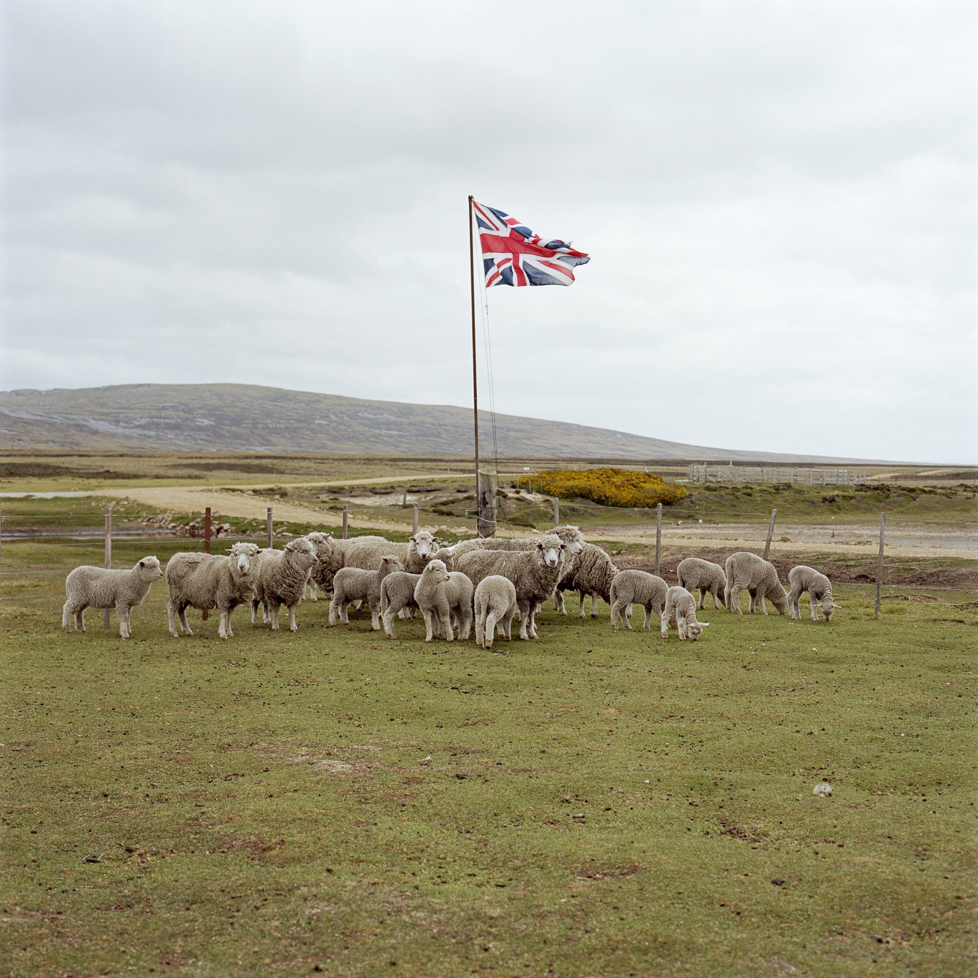 A Gather of Sheep photography by Jon Tonks