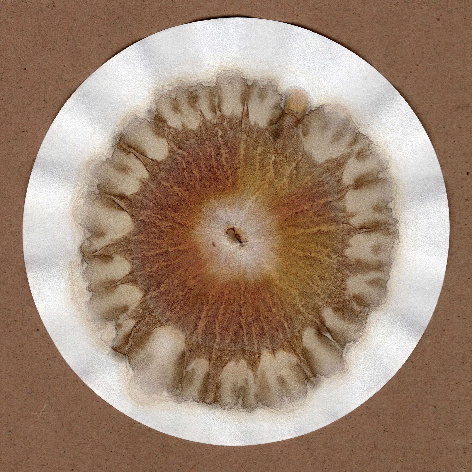 Everything in the forest is the forest at Midlands Arts Centre (MAC) — Impressions Gallery