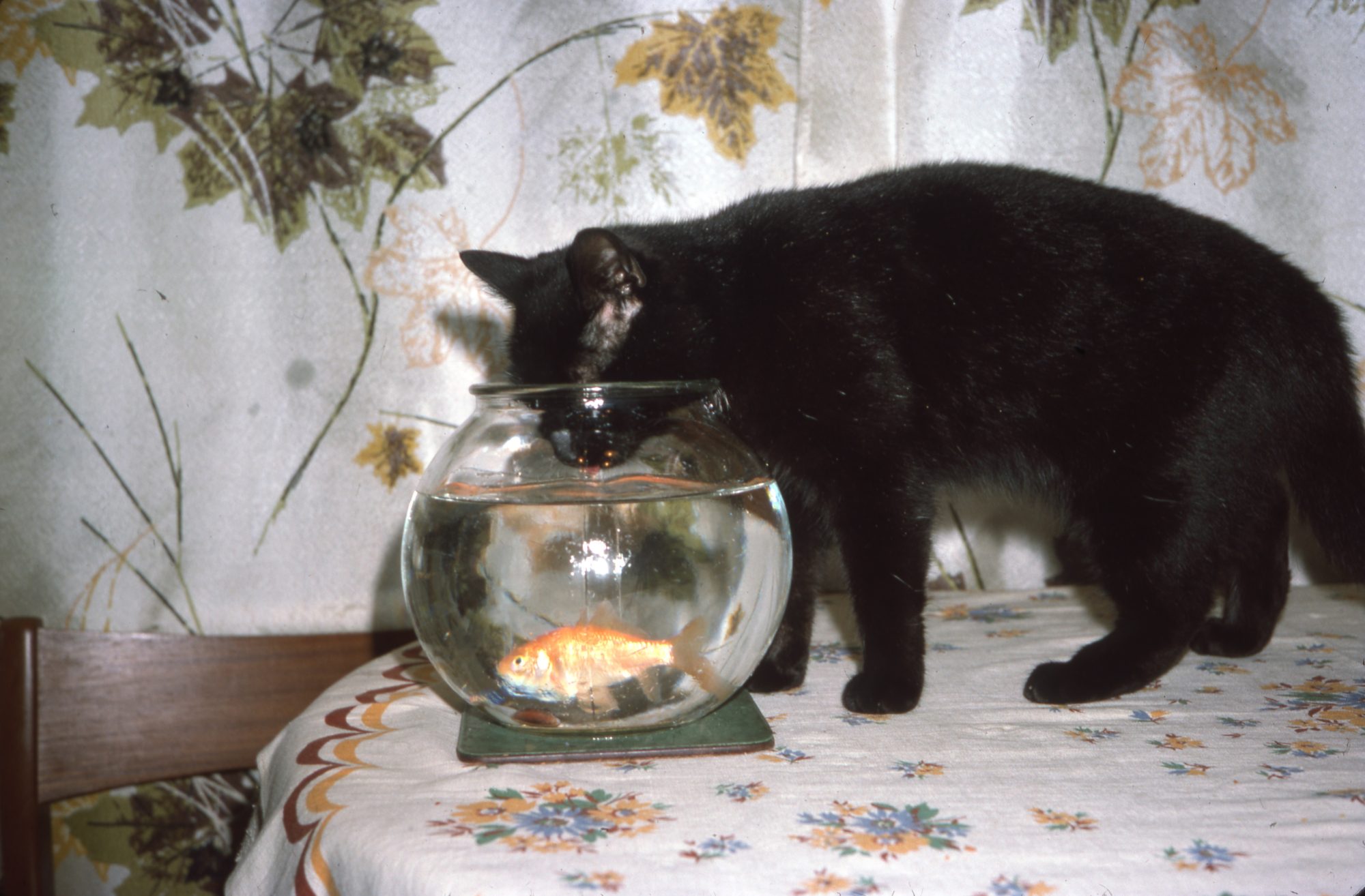 The Berry Family Photography Archive — Impressions Gallery