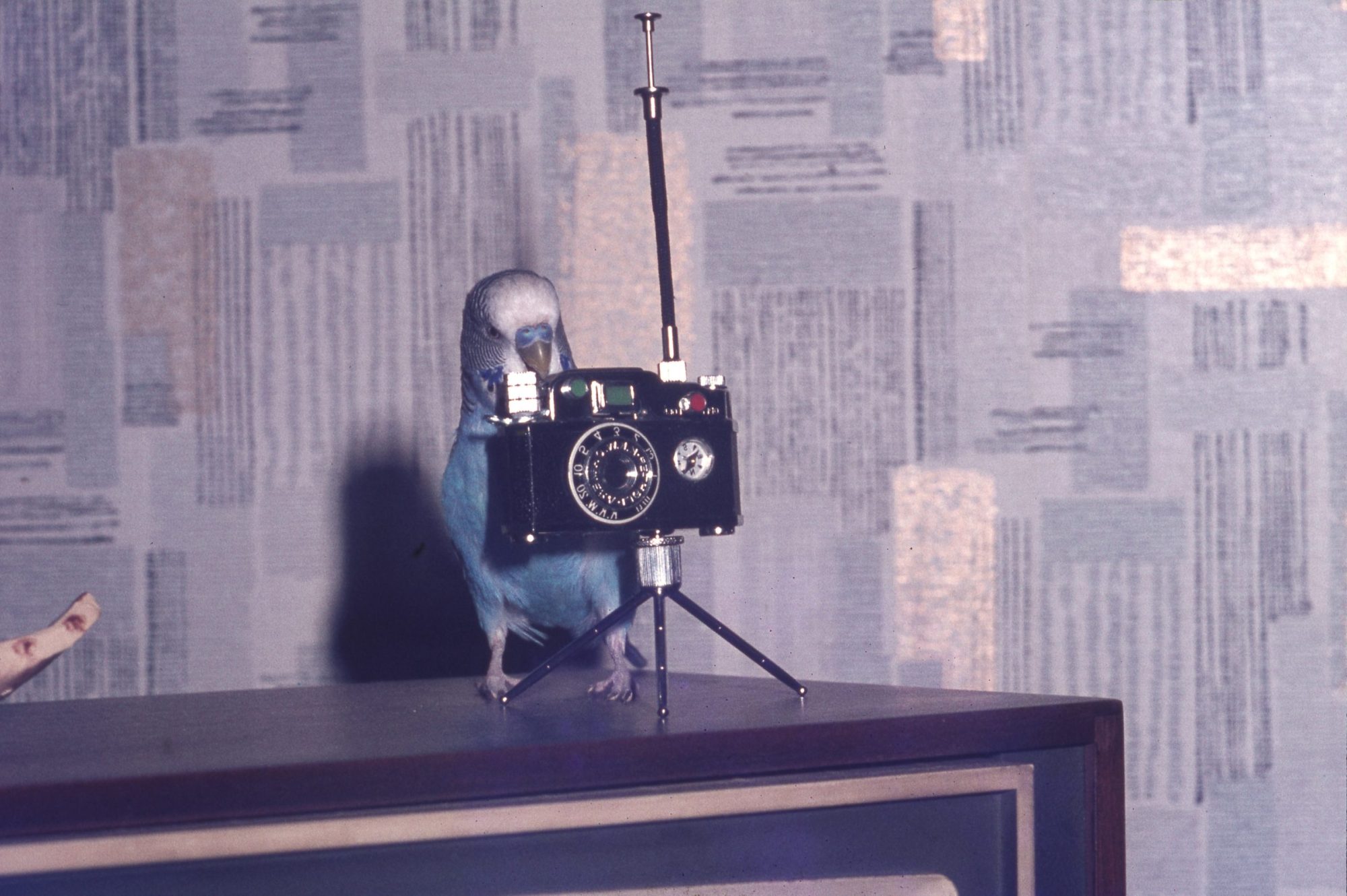 The Berry Family Photography Archive — Impressions Gallery