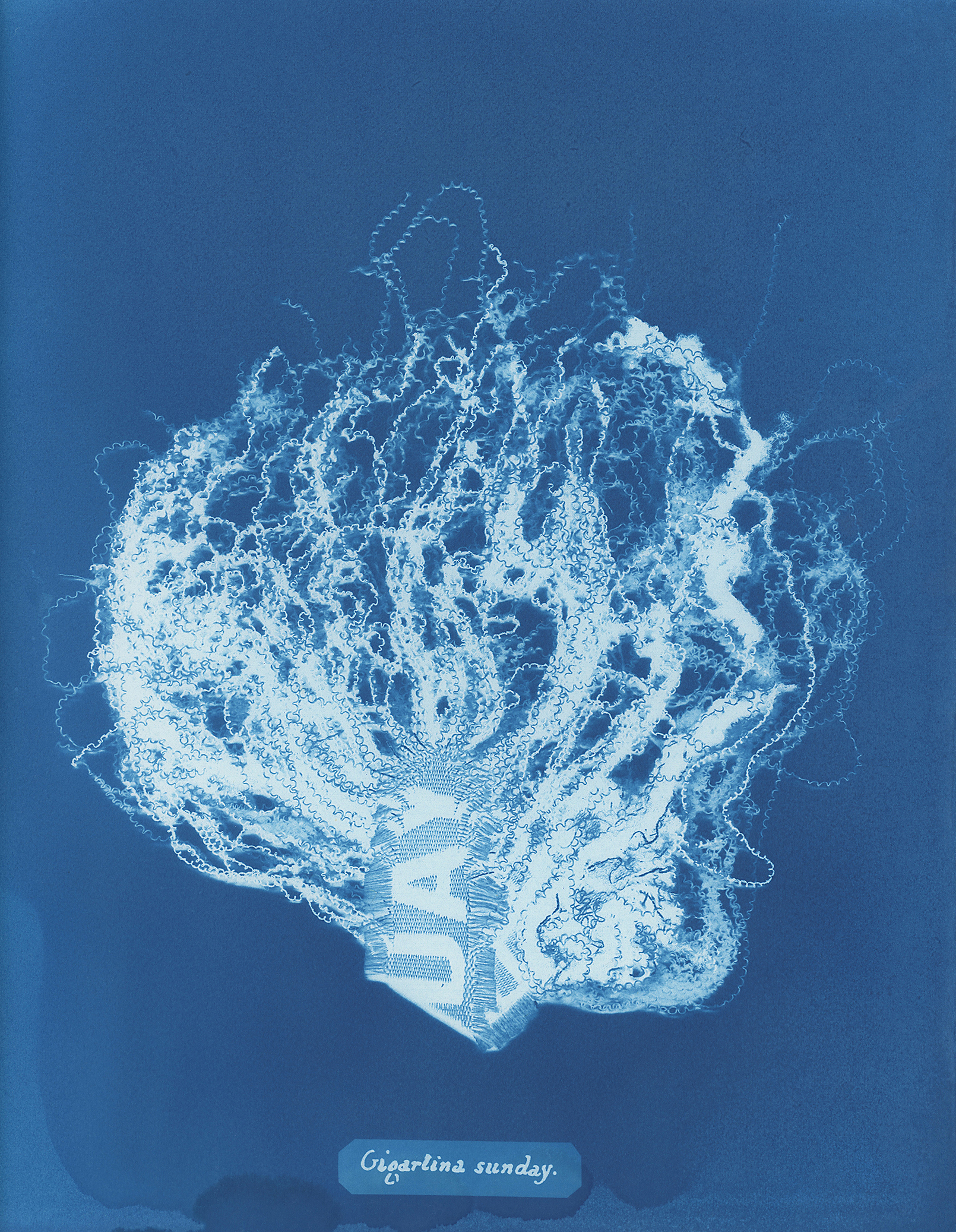 Artist Talk with Mandy Barker — Impressions Gallery