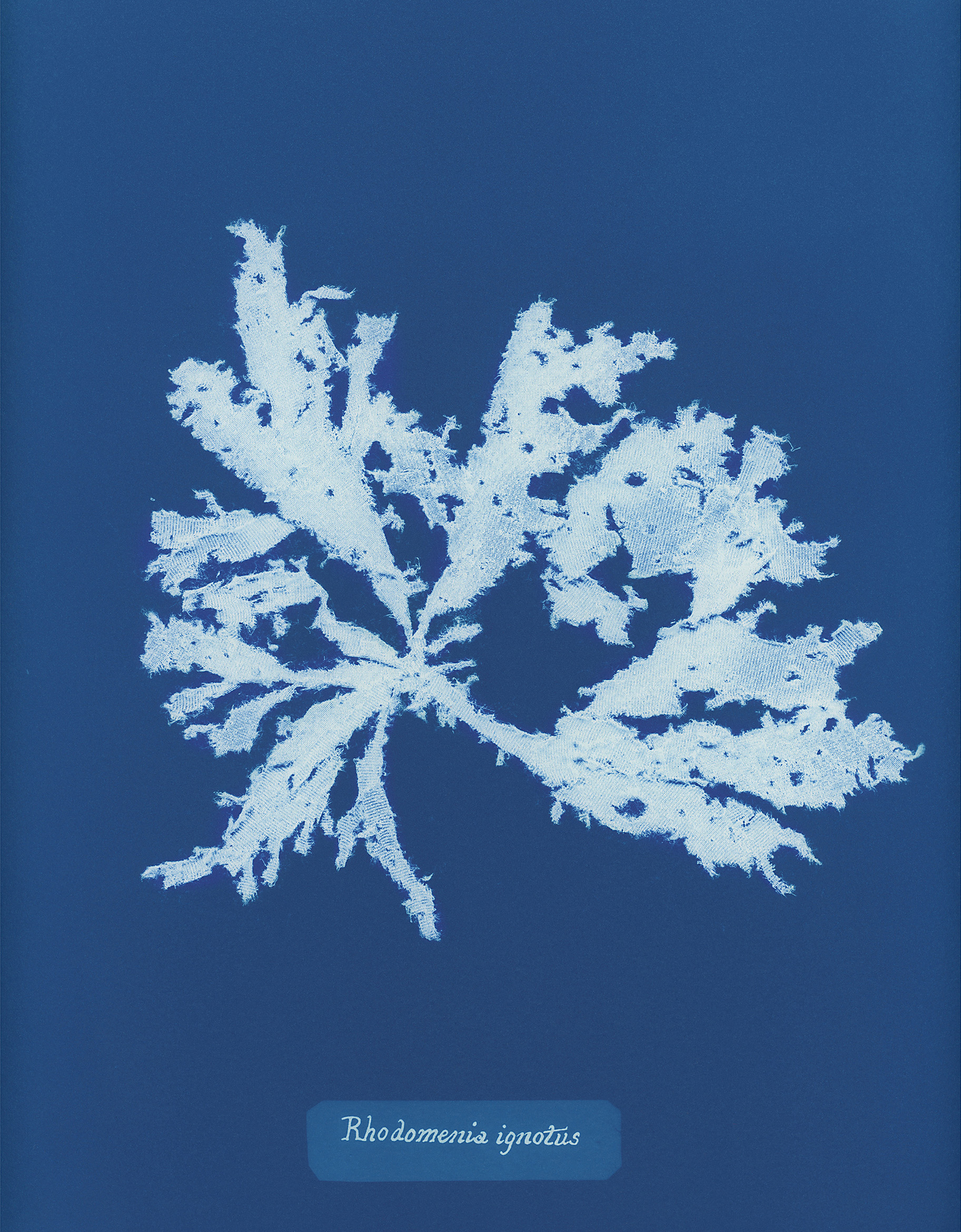 Artist Talk with Mandy Barker — Impressions Gallery